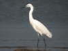 Little Egret at Vange Marsh (RSPB) (Steve Arlow) (44057 bytes)